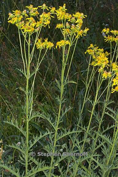 senecio clarkianus 2 graphic